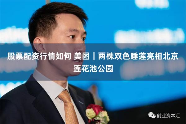 股票配资行情如何 美图｜两株双色睡莲亮相北京莲花池公园